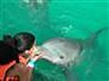 Dolphin Kisses in Cancun