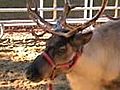 Top 7 little-known facts about reindeers
