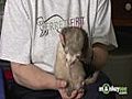 Learn how to Take Care of a Ferret - Behavior and Medical Issues