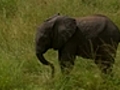 Elephant calves dash