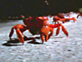 Creepy Crawly Crabs