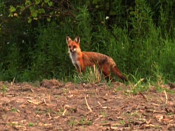 Family of foxes enjoying the summer