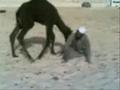 البدوي يلعب مع حيوانة الاليف