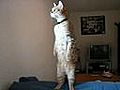 Standing Cat