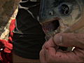 River Monsters: How to Catch a Pacu