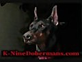 AKC Doberman Puppies for Sale,  Doberman Puppies Playing Fighting for Giant Frog