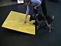 How to Build Your Dog’s Confidence with a Buja Board