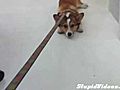 Dog Doesn’t Want to Walk