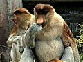 Meet the Proboscis Monkey