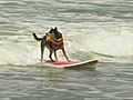 Gezellig surfen met je hond