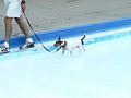 Dog day concludes summer for Lawrence pool