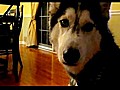 Dog Speaks 12 Words!