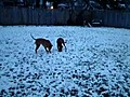 12-21-09sam and scrap playing in snow.AVI