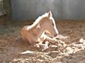 Baby Horses Rescued by Last Chance Corral