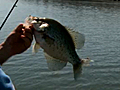 Crappie Fishing On Lake Barkley