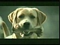 funny animal clips_ BEST OF