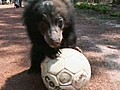 Animal kingdom gets in the World Cup spirit