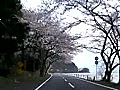 桜満開の海津大崎 16