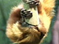 News: Zoo Logic :: Golden Lion Tamarin
