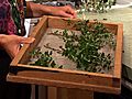 How to Dry Garden Herbs