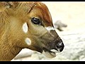 Cute Baby Bongo