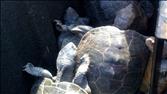 Audio: Turtles Cause Runway Delays at JFK
