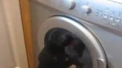 Cat Fights Washing Machine