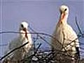 True love brings stork to his mate in Croatia