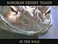 Sonoran Desert Toads in the Wild