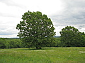 Horse & Cattle Farm