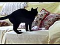 Black Beauty and her Poof Ball