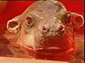 Pygmy hippo makes debut