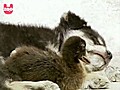 Dog Makes Friends With Duck