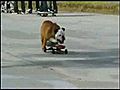 Skater Dog