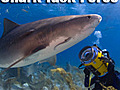 Jaws,  Fishing and Shark Conservation