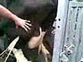 Abcess on cow gets poked