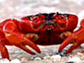 Red Crab Marathon