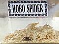 Hobo Spiders Invade Spokane,  Wash.