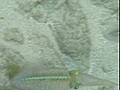 calamars, poisson ange, trois ilet, martinique plongée, vacances