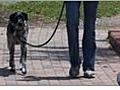 Dog Leash Training - Working it in the Real World