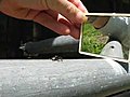 &#039;Jumping Spider Shadowboxing Against Mirror Image