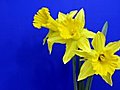 Time-lapse Of Yellow Narcissus Flowers Opening 1 Stock Footage