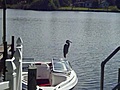 Great Blue Heron Takes Flight!