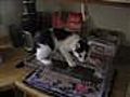 Funny CAT VS. CAKE Redicilously - The BEST