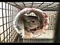 How To Care For Your Chinchilla (Part 2 Of 3)