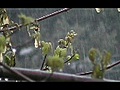 Rain On New Leaves (Wide Screen) (2007)