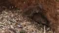 Australian wheat’s mice plague