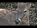 Virginia White-Tail Doe Chewing Her Cud (Wide Screen) (2007)