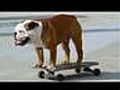 cane sullo skateboard