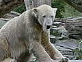 Knut,  Berlin’s beloved polar bear, dies